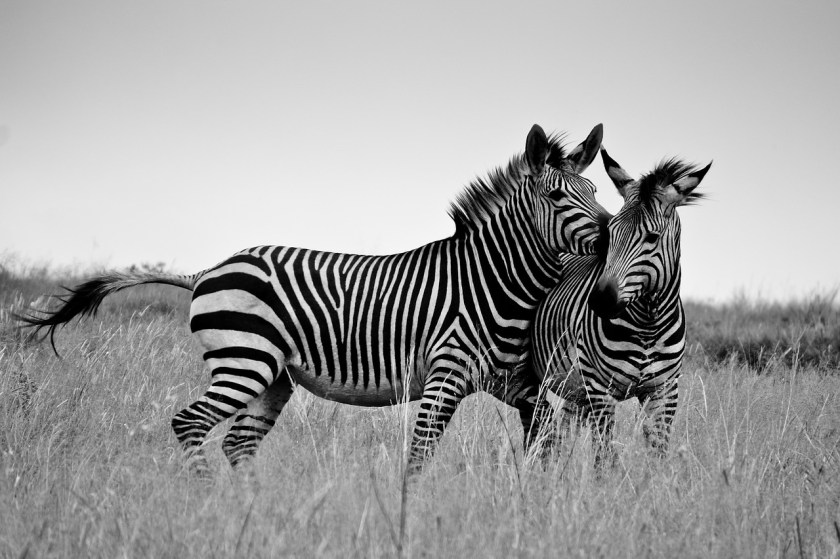 zebra-1221886_1280